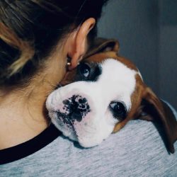 Every owner dreams of seeing his dog healthy, active, and cheerful.And, as you know, the basis o ...