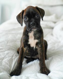 Taking care of your pet’s health, PEDIGREE® recommends a combination of dry and wet ration ...
