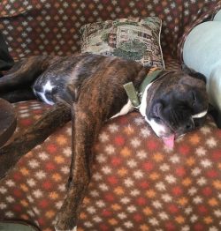 They get along well with dogs of the opposite sex of the same and other breeds, sometimes they t ...