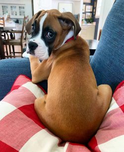 Proper nutrition in the first year of a puppy’s life largely determines how healthy and joyful y ...