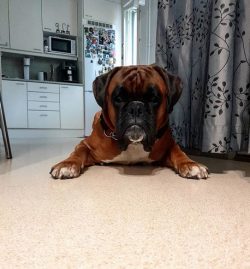 The city apartment is suitable for keeping a German boxer if the owner and his family have time  ...