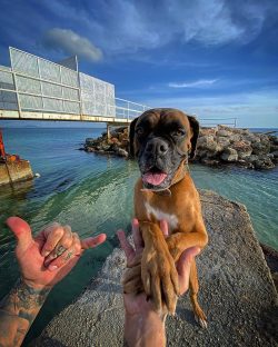 The breed German Boxer or just a Boxer was bred in Germany from the English Bulldog and now exti ...