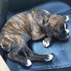 German boxers appeared over two thousand years ago. Their ancestors are German Shepherds and Eng ...