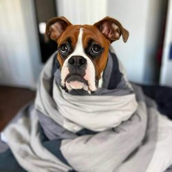 The breed, similar to the modern boxer, was bred in 1850, by crossing the above breeds, the firs ...
