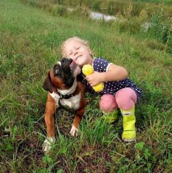 Today these dogs are popular in America, in Russia the breed is not so widespread. 