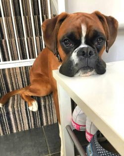 The German Boxer is a medium-sized dog with a strong and muscular body. The height of males reac ...