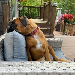 The head gives the Boxer his characteristic look, his muzzle is very broad and powerful. The nos ...