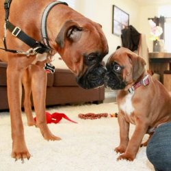 The tail in dogs is short before the tail docking was performed, but the current standard does n ...