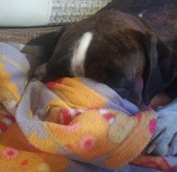 The color is very different: deer, brindle, bright red, white spots are often present on the leg ...
