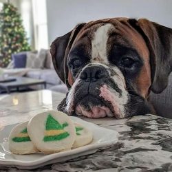 Boxers are hardy and strong dogs. Because of these qualities, they are often used in police and  ...