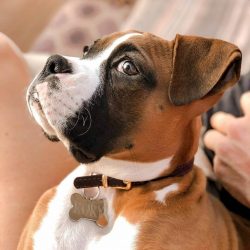 Breeders note that the Boxer dog is flexible and has a strong nervous system. 
