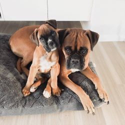 They are good-natured and sociable – they easily make contact and adore attention, they be ...