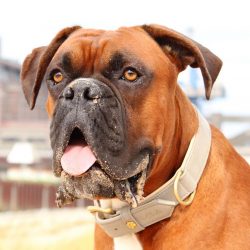 Boxers are stocky, muscular, and strong dogs. Males grow up to 65 cm and weigh between 30 and 36 ...