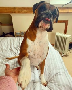 Caring for this dog is simple, the main thing is to feed it correctly and follow the rules of ke ...