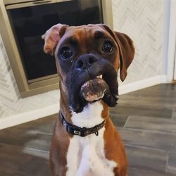 From an early age, it is necessary to accustom the boxer to regular examinations and care so tha ...
