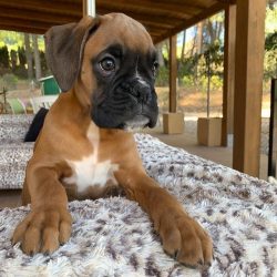 The head of the boxers is of a noble, well-defined shape. The lower jaw protrudes forward, the m ...
