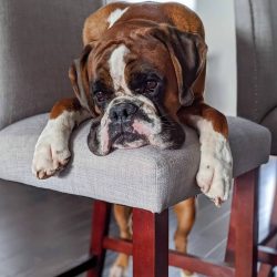 Boxers are almost not prone to excessive barking. If a boxer barks, there must be a good reason  ...