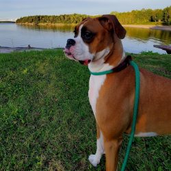 Many boxers are by no means taciturn and love to growl, which is really just a canine way of tal ...