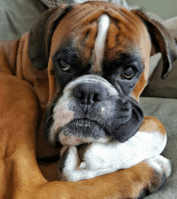 Bathing the dog is undesirable or extremely rare if it gets dirty after a walk. Train your dog t ...