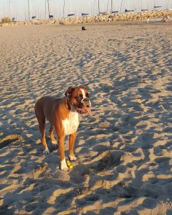 It is worth taking care of the cleanliness of the eyes since this breed has drooping temples and ...