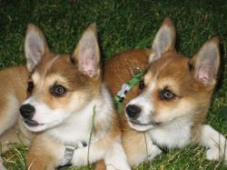 Representatives of the breed differ from their relatives in the structure of their paws: they ha ...