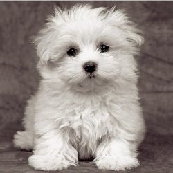 The length of the bichons is slightly longer than their height. The fluffy tail is draped over t ...