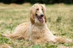 The Russian hound breed was in a special position until 1917, when the October Revolution took p ...