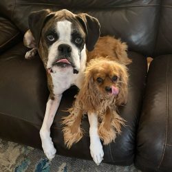 Do not clean your dog’s ears with cotton swabs, and do not drip alcohol or other products. 