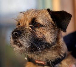 Some lines of Border Terriers have been bred for a milder temperament, and these lines may be su ...