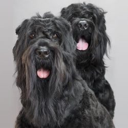 Black Russian Terriers are active dogs. It is necessary to fully realize the full potential of t ...