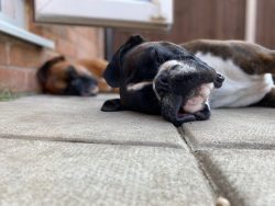 To clean the boxer’s ears, wrap a handkerchief around your finger and remove dust and wax. 