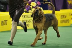 The ancestors of the Bloodhounds were famous for their almost donkey stubbornness and unwillingn ...