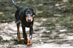The black and tan coonhound is a passionate hunter with excellent trail tracking. He has great i ...