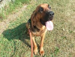 DID YOU KNOW?In the name of the breed, there is the word blood, this is due to the fact that Blo ...