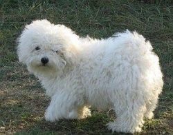 The Bolognese dog breed has a small size and curly coat. The head is round, the muzzle is slight ...