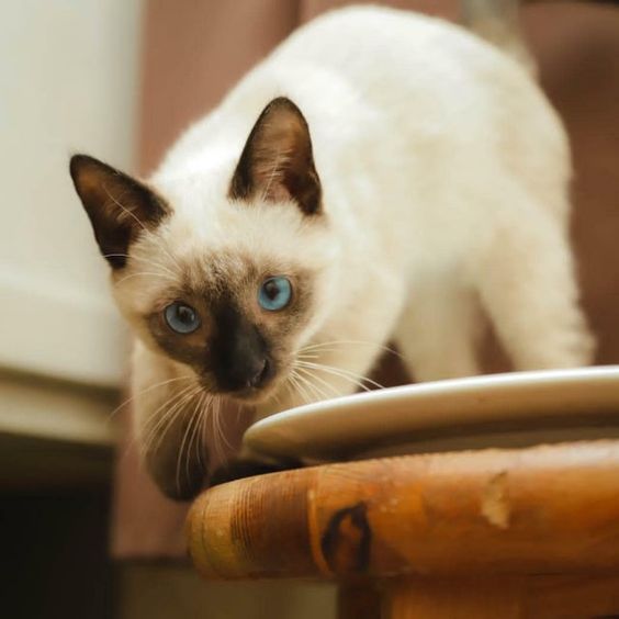 The Siamese cat is one of the oldest breeds originating in Thailand, which was formerly called S ...