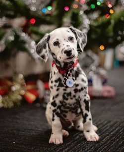 It is important when teaching to choose the right approach to the animal, everything happens har ...