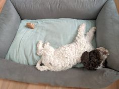 It is reliably known that the first mention of lagotto dates back to the 16th century. The Itali ...