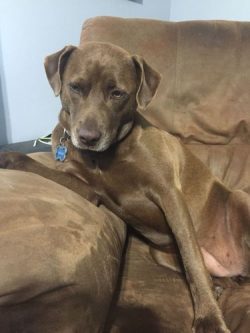 The smooth, shiny, and short coat give the impression that the animal is very well-groomed and c ...
