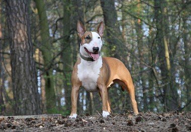 Fortunately, studies by the American organization ATTS indicate that only 10% of bull terriers a ...