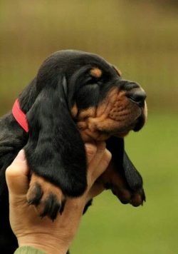 The Black and Tan Coonhounds were bred in the 18th century and are considered a purely American  ...