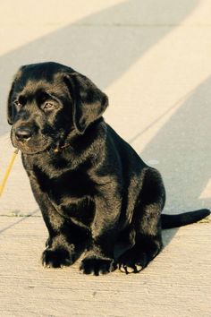 These dogs need to be dealt with regularly, they only need a few repetitions to learn the commands. 