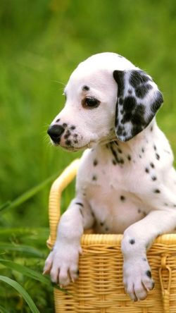 Dalmatians are very clean animals that never wallow in mud, dust, that is, they do not get dirty ...