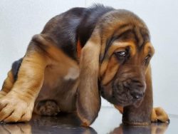 Bloodhound’s coat is not uniform. On the ears, the hair is soft, silky, but ultra-short. T ...
