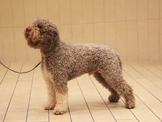 The Italian water dog takes strangers calmly, albeit with distrust. Aggression and cowardice are ...
