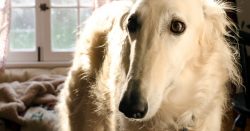 Despite the calm nature and royal appearance, the Russian greyhound is not an exhibit for the home! 