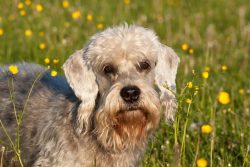 The ears are recommended to be examined every day. Brush twice a week. 
