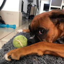 Dry food is not recommended for this dog due to the risk of nutritional imbalance. 