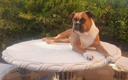 But do not save on dry food if you still decide to feed them – you need to choose premium  ...