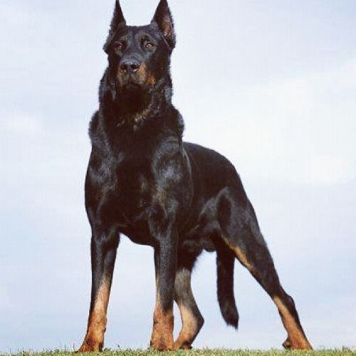 Bold yet discreet, Beauceron should be approachable but not overly eager to make new friends, in ...